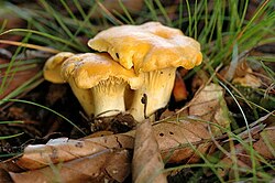 Dzimtas tipiskā suga — parastā gailene (Cantharellus cibarius)