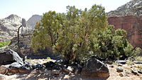 Een Utah Juniper (Juniperus osteosperma) en andesiet langs het pad