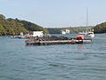 Carrick Roads bei Trelissick