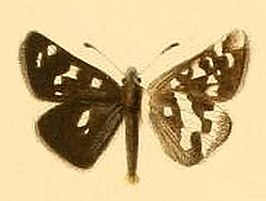 Carterocephalus dieckmanni