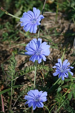 Mezei katáng (Cichorium intybus)