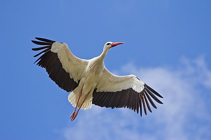 Cegonha-branca (Ciconia ciconia) em Madri, Espanha. (definição 3 648 × 2 432)