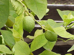 Citrus limon - limoeiro