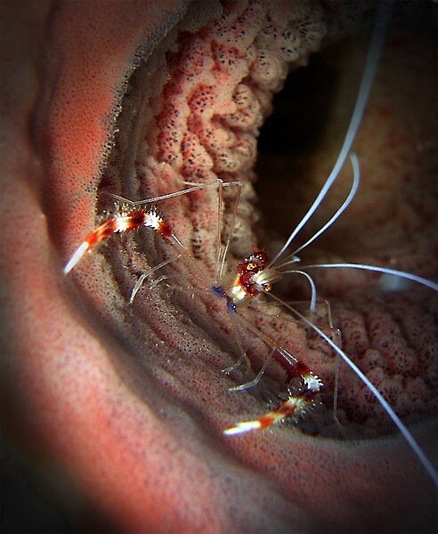 Coral Banded Shrimp, Cozumel