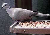 hrdlička zahradní(Streptopelia decaocto)