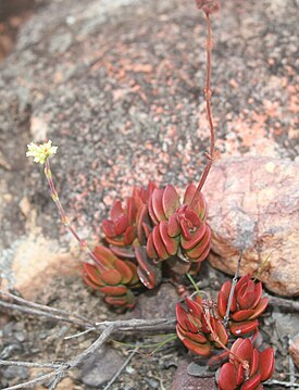 Crassula atropurpurea var. atropurpurea