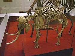 Tulang gajah kerdil dari pulau Kreta.