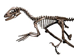 A Deinonychus csontváza a Field Múzeumban