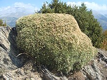 Echinospartum horridum 1.JPG