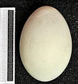 Egg, Collection Museum Wiesbaden