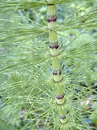 Akurma (Equisetum arvense)