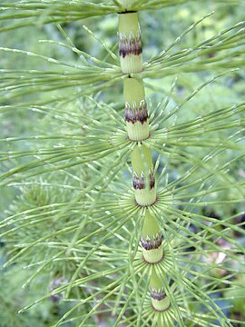 Equisetum arvense