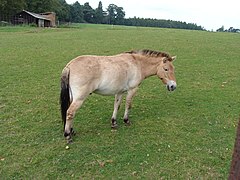 Przewalski-Pferd