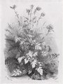 Groups of Various Plants Drawn After Nature: No. 7, 1848