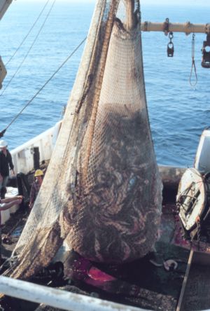 Trawl net with fish