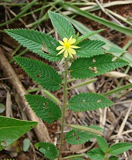 Corchorus hirtus