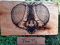 Nature Trail Flesh Fly