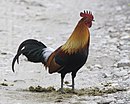 Gallus gallus male Kaziranga 1.jpg