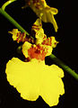 Orchidee Oncidium Hybride, Makroaufnahme