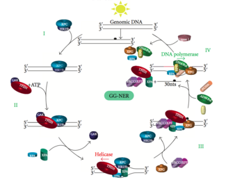 Schematic depicts binding of proteins involved with GG-NER. Global genomic repair.png