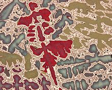 The characterization technique optical microscopy showing the micron scale dendritic microstructure of a bronze alloy Glockenbronze.jpg