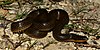 Gulf swampsnake (Liodytes rigida sinicola), Chambers County, Texas