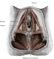 Мышцы женской диафрагмы таза, вид снизу