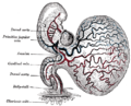 Menslike embrio van ongeveer veertien dae, met dooiersak.