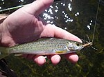 Grebe Lake grayling