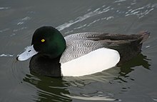 Adult male in California