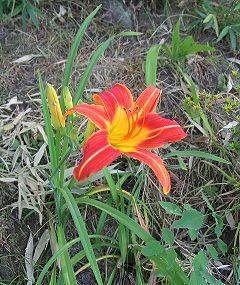 Hemerocallis floro