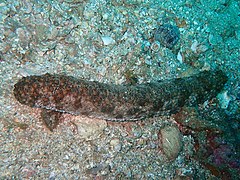 Holothurie cendrée brune (Holothuria fuscocinerea)