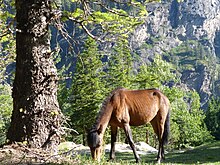 Poney marron et noir dans un environnement de conifères