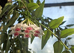 Skaistā hoija (Hoya bella)