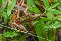 Three-striped grass frog. Amphibians dependent on wet habitats are living in the national park.