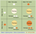 Punnett square: intermediate inheritance