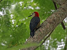 Jamaican Woodpecker RWD2.jpg