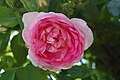 Rosa 'Jasmina', Kordes 1997 (Alemania). Obtentor conseguido con semillas: planta de semillero x 'Centenaire de Lourdes'.