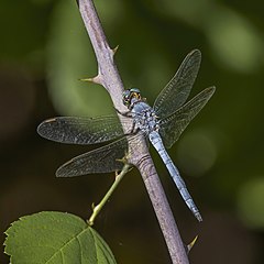 ♂ Orthetrum coerulescens