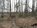 Die Krebssee in Königs Wusterhausen, deel van die Natuurreservaat Tiergarten, soos vanaf Fichtestraße gesien.