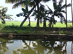 Skyline of Lower Kuttanad