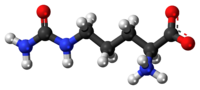 Ball and stick model of zwitterionic citrulline