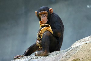Chimpanzee. Taken at the Los Angeles Zoo.
