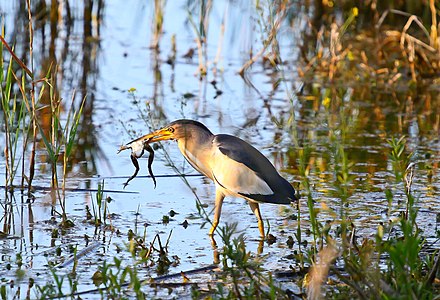 Малък воден бик (Ixobrychus minutus) в Алдомировското блато (автор: Biser Todorov)