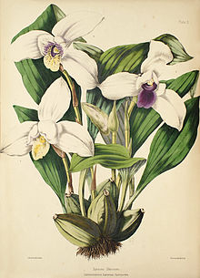 Lycaste skinneri - Уорнер, Уильямс - Выберите орх. растений 1, пл. 10 (1862-1865) .jpg