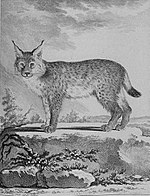 Illustration d'un Lynx de l'Histoire naturelle générale et particulière avec la description du cabinet du roy.