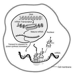 The "life cycle" of an mRNA in a eukaryotic cell. RNA is transcribed in the nucleus; once completely processed, it is transported to the cytoplasm and translated by the ribosome.  At the end of its life, the mRNA is degraded.