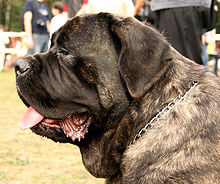 British Mastiff