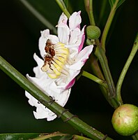 貘芭樂（法语：Bellucia grossularioides） Tapir guava