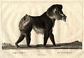 Le Mandrill. Mandrillus.